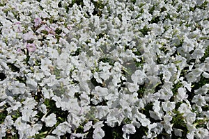 A lot of flowering white petunia