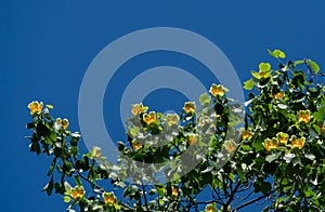 A lot of flowers on Tulip tree Liriodendron tulipifera in Arboretum Park Southern Cultures in Sirius Adler Sochi.