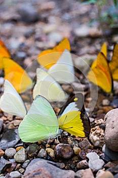 Lot of forest butterfly