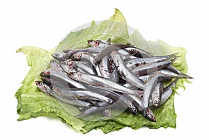 A lot of fresh anchovies.