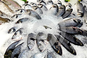 Lot of fresh chilled dorado fish lies on the ice in shop front in sea food store top view closeup
