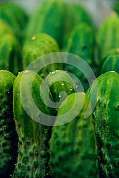 Cucumbers in summer. Fresh wet pickle ready for canning. Cucumbers for salads or canning. Cucumbers in countryside. Summer vegetab