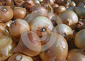 Lot of fresh onions