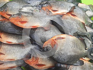 A lot of fresh pomfret fish on the tray