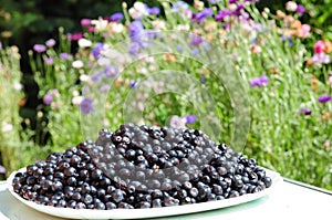 A lot of fresh, ripe wild forest black bilberries or european blueberries on a large plate with blooming flowers in the background