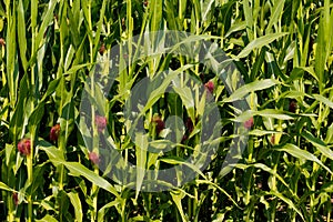 The lot of fresh small corn cob with hairs on the tip