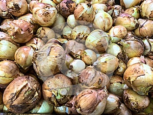 A lot of fresh yellow onions. Yellow onions close up. Big golden onions on the counter supermarket. Fresh onions. Golden onion