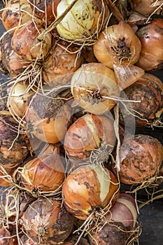 A lot of fresh yellow onions close up.