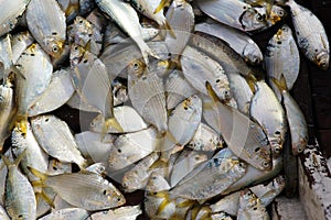 A lot of freshly caught silver colored fish with yellow tale.