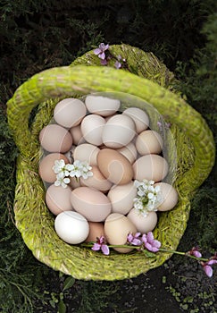 lot of freshly picked chicken eggs in a basket, blooming spring twigs, top view