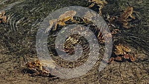 Lot of frogs during mating in water