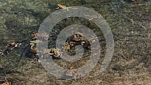 Lot of frogs during mating in water