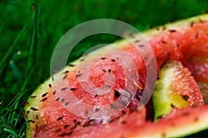 A lot of fruit flies are feeding on a discarded watermelon