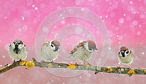 lot of funny little birds sitting in a beautiful Christmas Par