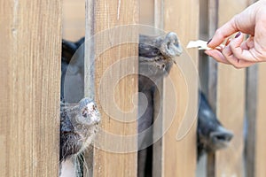 Lot of funny pig noses peeking through wooden fence at farm. Human hand feeding pigs with vegetables. Piglets sticking snouts
