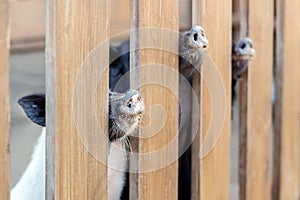 Lot of funny pig noses peeking through wooden fence at farm. Piglets sticking snouts . Intuition or instinct feeling concept