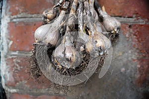 A lot of garlic weighs on a brick wall