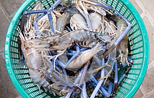 A lot of giant freshwater prawn