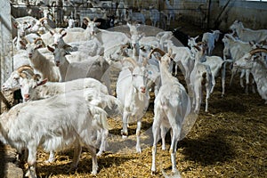 A lot of goats on a goat farm. livestock farming for goat milk dairy products