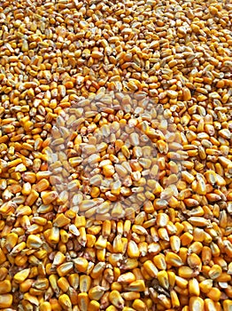 A lot of corn grains photo