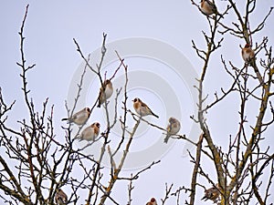 A lot of Goldfinches (Carduelis carduelis) sitting on a tree