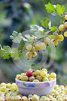 A lot of gooseberry on table