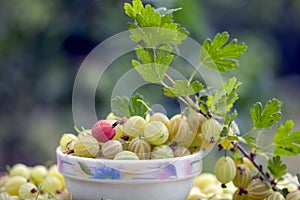 A lot of gooseberry on table