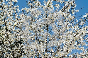 Lot of gorgeous white magnolia flowers in a blue sky. Like a flock of white butterflies!