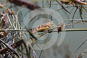 A lot of grasshopper in the plants