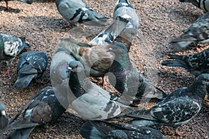 A lot of gray pigeons