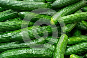 A lot of green cucumbers on shelf in supermarket