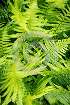 Lot of green ferns, natural Background from Pteridophyte, Topview