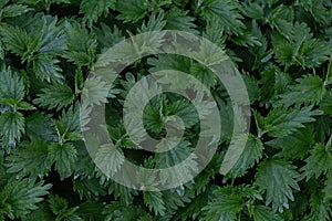 A lot of green nettle leaves, top view