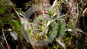 A lot of green stick insects or Phasmids camouflage on tree. Phasmatodea or Phasmatoptera. Walking stick insects, stick-bugs, bug photo