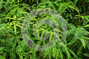 A Lot Of Green Wild Ferns texture background