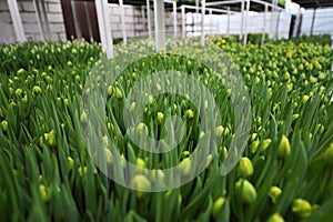 lot of green and yellow delicate beautiful unopened tulips in a greenhouse against the background of greenhouse
