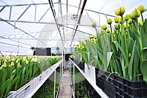 lot of green and yellow delicate beautiful unopened tulips in a greenhouse against the background of greenhouse