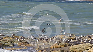 Lot of gulls