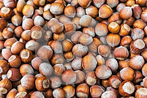 A lot of hazelnuts closeup wallpaper