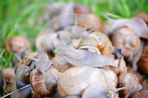 A lot of helix pomatia