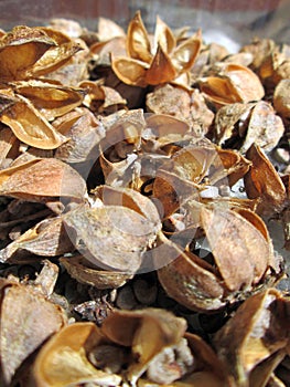 Lot hibiscus seed.