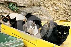 A lot of homeless cats in a garbage bins in the city