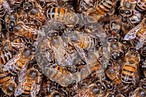 A lot of Honey Bee Apis mellifera on hive