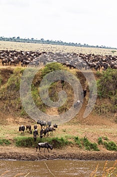 A lot of hoofed animals on the shore. Masai Mara, Kenya