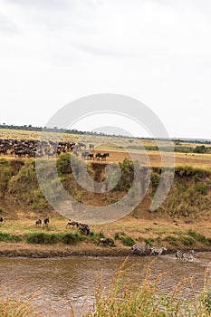 A lot of hoofed animals on the shore. Start for crossing. Kenya