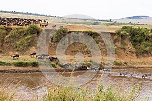 A lot of hoofed animals on the shore. Start for crossing. Kenya