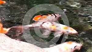 Lot of hungry orange fish koi in pond at sunny summer day photo