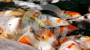 Lot of hungry orange fish koi in pond at sunny summer day photo