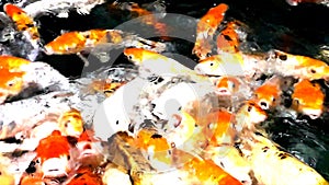 Lot of hungry orange fish koi in pond at sunny summer day photo