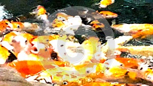 Lot of hungry orange fish koi in pond at sunny summer day photo